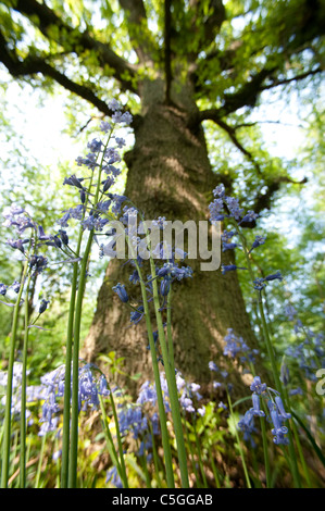 Bluebell Wälder Hyacinthoides non Scriptus Stockbury Hill Woodland UK Stockfoto