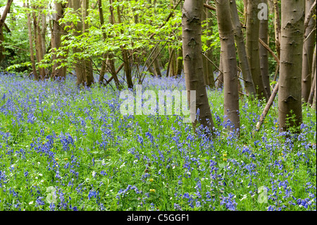 Bluebell Wälder Hyacinthoides non Scriptus East Blean Woodlands UK Stockfoto