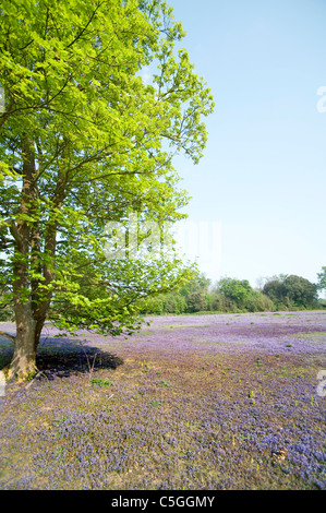 Bereich Ground Ivy Glechoma Hederacea Kent UK Stockfoto