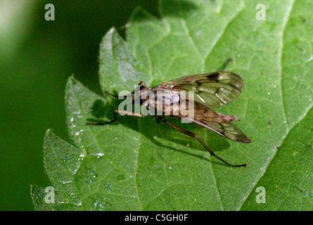 Downlooker Snipe fliegen, Rhagio Scolopaceus, Rhagionidae, Diptera. Weiblich. Stockfoto