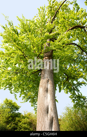 Blick hinauf gemeinsame Buche Baum Fagus Sylvatica Lärchen Kent UK Stockfoto