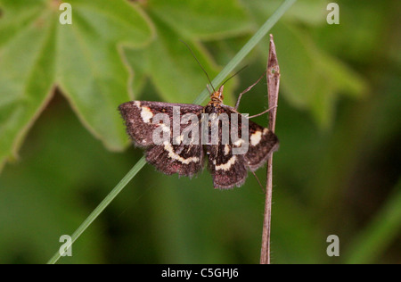 Minze-Moth, Pyrausta Aurata, Crambidae, Lepidoptera. Täglich fliegen Schnauze Motte gefunden in Rasenflächen. Stockfoto