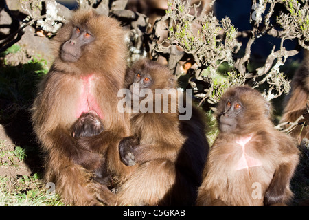 Gelada Affen, Theropithecus Gelada, weibliche Gruppe mit Kleinkindern Simien Berge Äthiopien Stockfoto