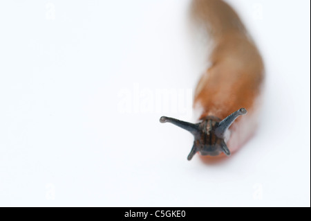 Arion Ater Agg. Orange Schnecke Vielzahl von großen schwarzen Arion Slug auf weißem Hintergrund Stockfoto