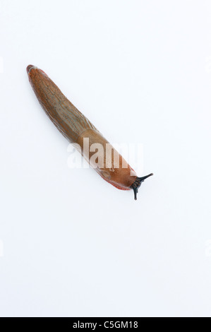 Arion Ater Agg. Orange Schnecke Vielzahl von großen schwarzen Arion Slug auf weißem Hintergrund Stockfoto