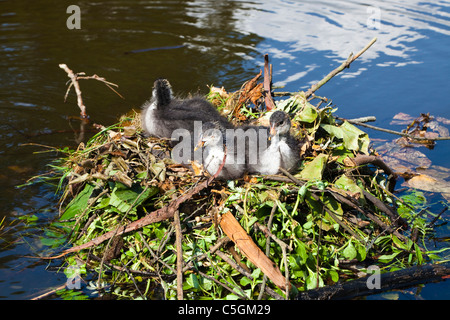 Drei Blässhuhn Küken in einem Nest aus Zweigen und Blättern, Vondelpark, Amsterdam Stockfoto