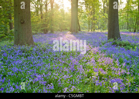 Bluebell Wald in Blickling in der Norfolk-Landschaft Stockfoto
