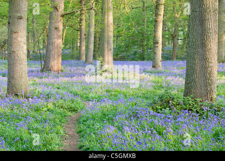Bluebell Wald in Blickling in der Norfolk-Landschaft Stockfoto