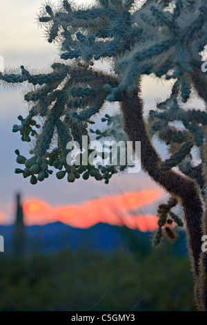 Chain Fruit Cholla Kaktus, Opuntia Fulgida, bei Sonnenuntergang im Organ Pipe National Monument, Arizona, USA Stockfoto