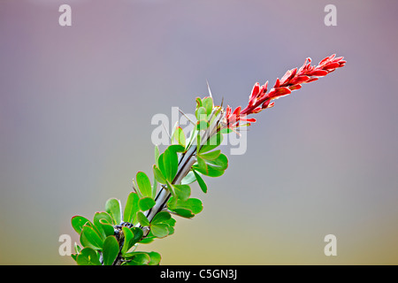 Ocotillo, Fouquieria Splendens, Blüte Organ Pipe National Monument, Arizona, USA Stockfoto