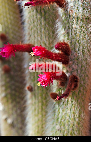 Silberne Fackel Kaktus, Cleistocactus Strausii, Arizona-Sonora Desert Museum, Tucson, Arizona, USA Stockfoto