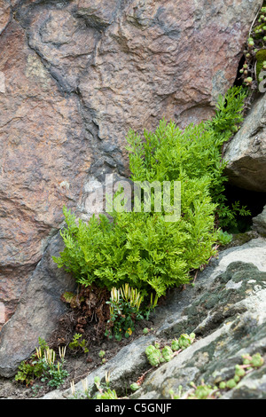 Petersilie Farn, Cryptogramma Crispa, Valgrisenche, italienischen Alpen. Tritt auch im Vereinigten Königreich. Stockfoto