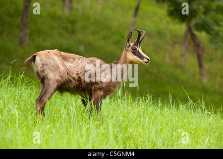 Gämse Rupicapra Rupicapra, Valgrisenche, Italienische Alpen, Italien Stockfoto