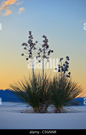 Yucca, White Sands National Monument, New Mexico, USA Stockfoto