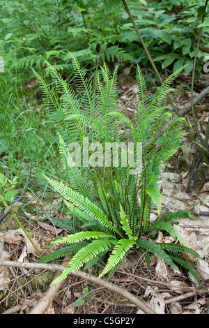 Harter Farn Blechnum spicant wächst in einem Waldgebiet in Kent löschen Stockfoto