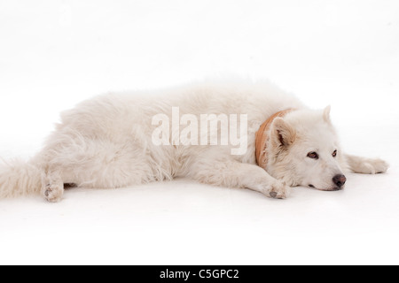 Weißer Hund entspannt auf den Boden tragen braune Schalldämpfer Schal am Hals, Studio gedreht Stockfoto