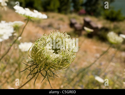 WILDE BLUMEN WACHSEN IN DER NÄHE DER STAUDAMM BEI EL CHORRO ANDALUSIEN SPANIEN Stockfoto