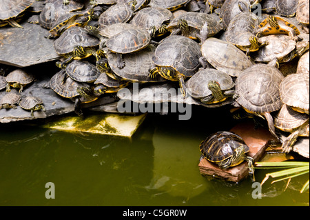 Madrid Atocha Estación de Madrid Atocha, auch benannt Puerta de Atocha in Madrid grün und rot EARED SLIDER Schildkröten Stockfoto