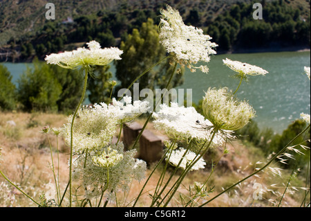 WILDE BLUMEN WACHSEN IN DER NÄHE DER STAUDAMM BEI EL CHORRO ANDALUSIEN SPANIEN Stockfoto