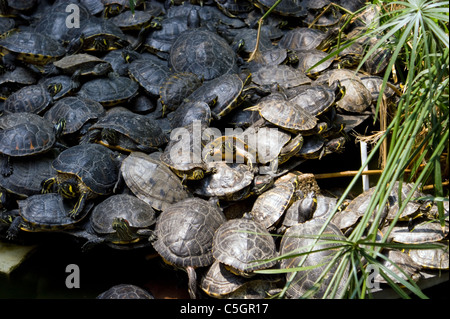 Madrid Atocha Estación de Madrid Atocha, auch benannt Puerta de Atocha in Madrid grün und rot EARED SLIDER Schildkröten Stockfoto