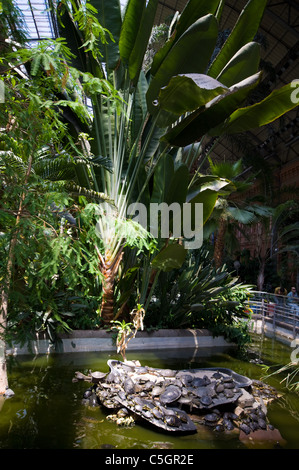 Madrid Atocha Estación de Madrid Atocha, auch benannt Puerta de Atocha in Madrid grün und rot EARED SLIDER Schildkröten Stockfoto