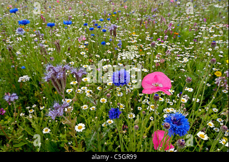 Wildflower Meadow. Kornblumen und Mohnblumen auf einem Feld voller Wildblumen auf einem englischen Sommer Tag Stockfoto