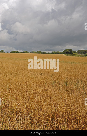 Bereich der Weizenernte gegen einen dunklen Gewitterhimmel in in der Nähe von Arundel West Sussex UK Stockfoto