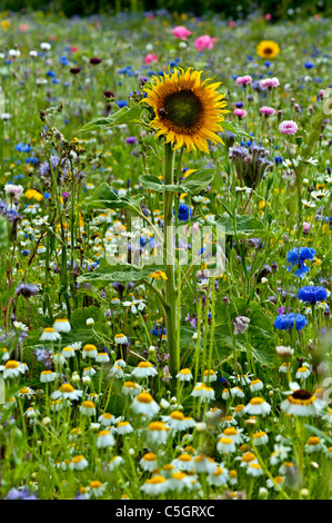 Wildblumenwiese.  Kornblumen und Sonnenblumen in einem Feld voller Wildblumen an eine englische Sommertag Stockfoto