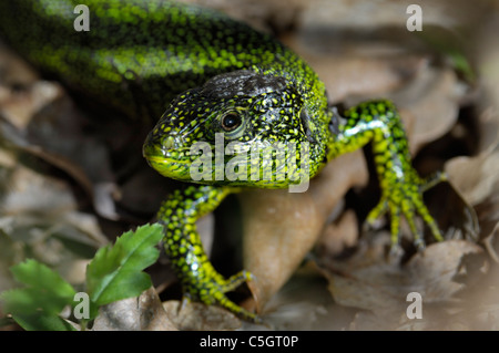 Western grüne Eidechse (Lacerta Bilineata) mit Zecken befallen Stockfoto