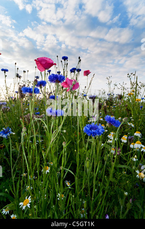 Wildflower Meadow. Kornblumen und Mohnblumen auf einem Feld voller Wildblumen auf einem englischen Sommer Tag Stockfoto