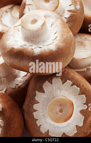 Braune Chesnut Champion Pilz hautnah Stockfoto