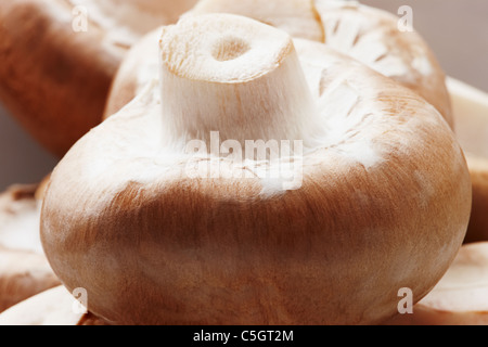 Ein einzigen braunen Chesnut Champion Pilz hautnah Stockfoto