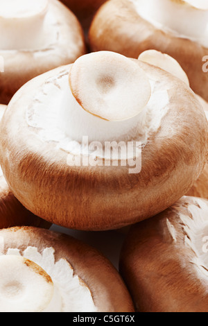 Eine Gruppe von Champion Pilz braun Chesnut hautnah Stockfoto