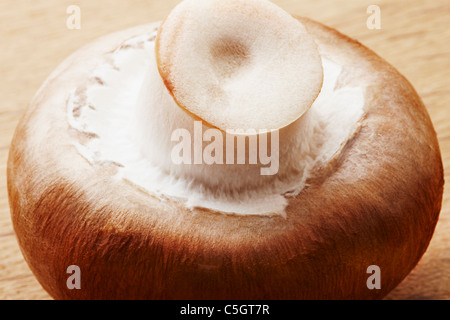 Ein einzigen braunen Chesnut Champion Pilz hautnah Stockfoto