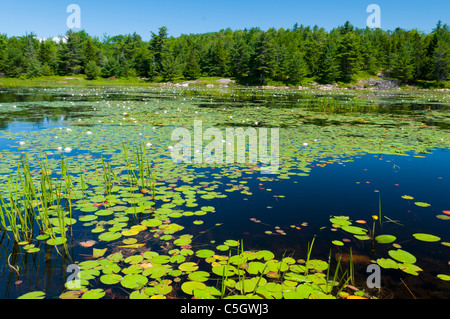 White Water Lilly Teich Acadia Nationalpark Maine Vereinigte Staaten Stockfoto