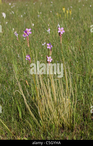 Thread-leaved Sonnentau in Blüte Drosera Filiformis Var Tracyi Alabama USA Stockfoto