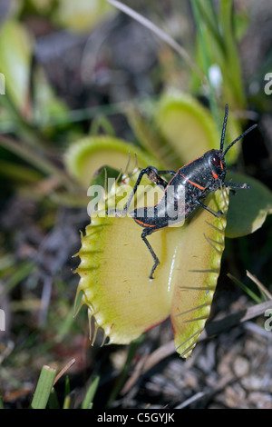 Östlichen Lümmel Grasshopper Fluchtversuch öffnen Venusfliegenfalle Dionaea Muscipula südöstlichen USA fotografiert in Wild Stockfoto