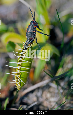 Östlichen Lümmel Grasshopper Fluchtversuch geschlossen Venusfliegenfalle Dionaea Muscipula südöstlichen USA fotografiert in Natur Stockfoto