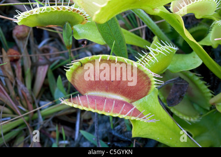 Venusfliegenfalle Dionaea Muscipula offen fallen südöstlichen USA fotografiert im natürlichen Lebensraum Stockfoto