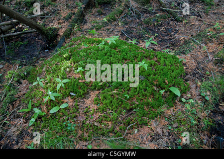 Sphagnum Moos Hummock in weiße Zeder Balsam Fir Sumpf Northern Michigan USA Stockfoto