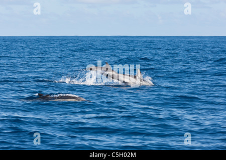 Familiengruppe der gemeine Delfine (Delphinus Dephis) Porpoising in den Atlantischen Ozean, südlich von der Insel Sao Miguel auf den Azoren Stockfoto