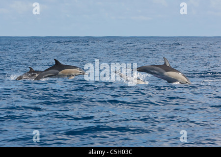 Familiengruppe der gemeine Delfine (Delphinus Dephis) Porpoising in den Atlantischen Ozean, südlich von der Insel Sao Miguel auf den Azoren Stockfoto