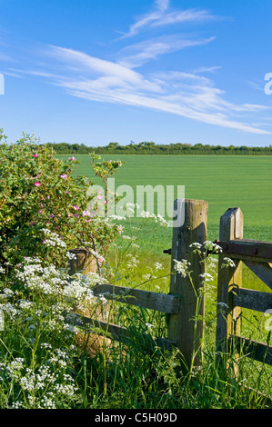 Hecke und ein Tor mit Feld- und Wiesenblumen in der Nähe von Coldstraem Stockfoto