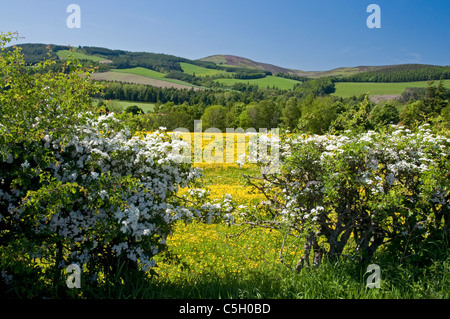 Absicherung im Frühjahr mit Wildblumen im Feld in der Nähe von Selkirk Stockfoto