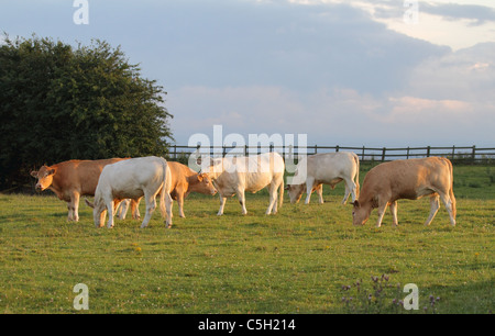 eine Herde Kühe in einem Feld Stockfoto