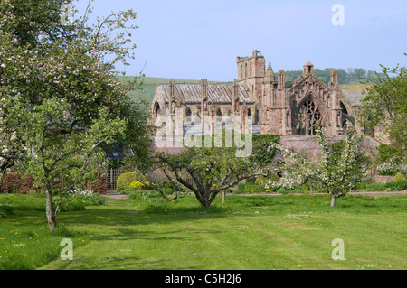 Melrose Abbey von Priorwood Gärten NTS im Frühjahr Stockfoto