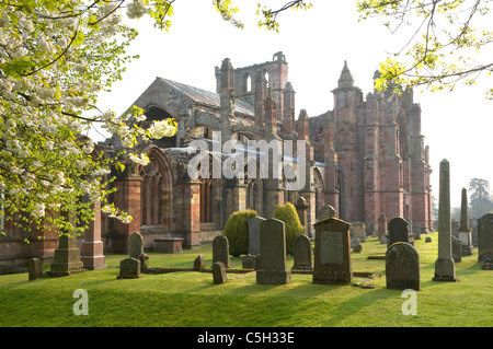Melrose Abbey durch Bäume mit weißen Feder Kirschblüte Stockfoto