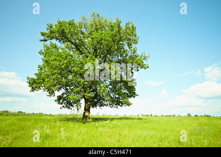 Die riesige alte Eiche allein unter den grünen Wiesen Stockfoto