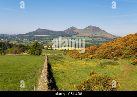 Scotts View und The Eildon Hills mit Deich im Vordergrund Stockfoto
