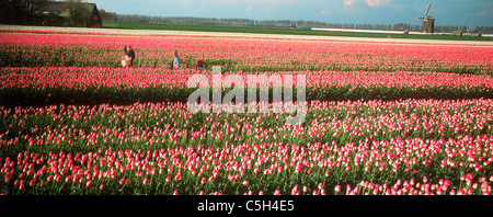 Mutter und Töchter im Bereich der roten Tulpen in der Nähe von Alkmaar mit Windmühle in Holland im Abendlicht Stockfoto